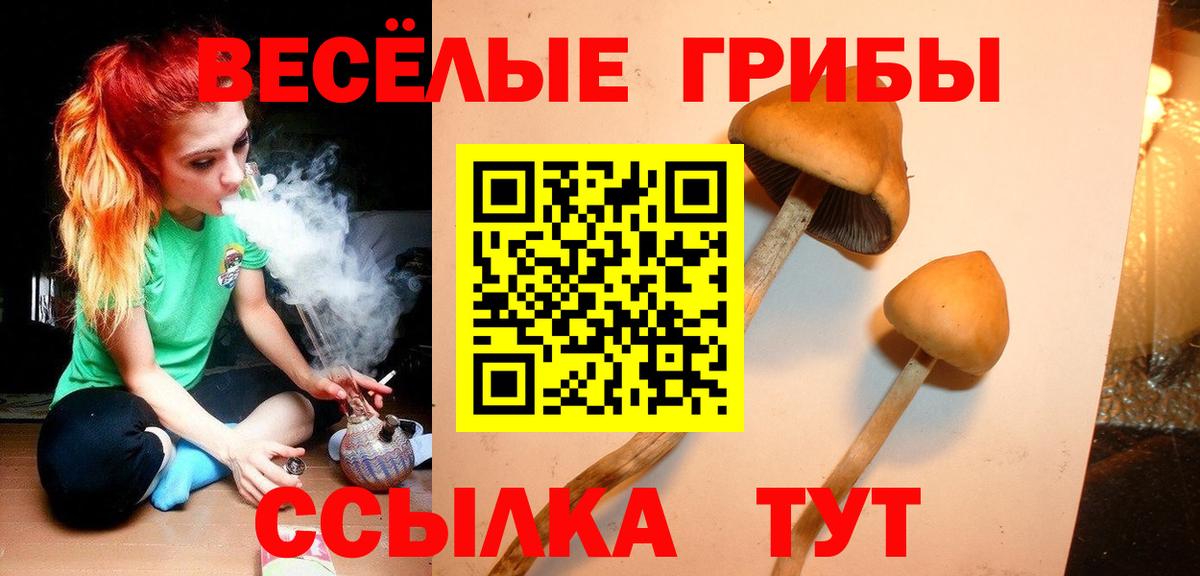 Псилоцибиновые грибы Cubensis Сыктывкар